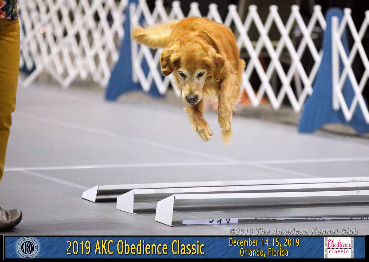 2019 Obedience Classic