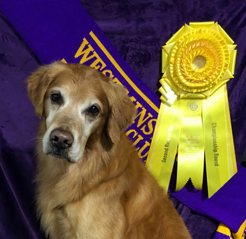Bridge earned 3th place at the Wesminster Kennel Club Masters Obedience Feb. 2019