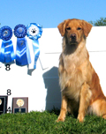 Bridge earned his CDX in March 2012 with three blue ribbons and high scores.  He also earned MOTC's Top Novice Dog of 2011.